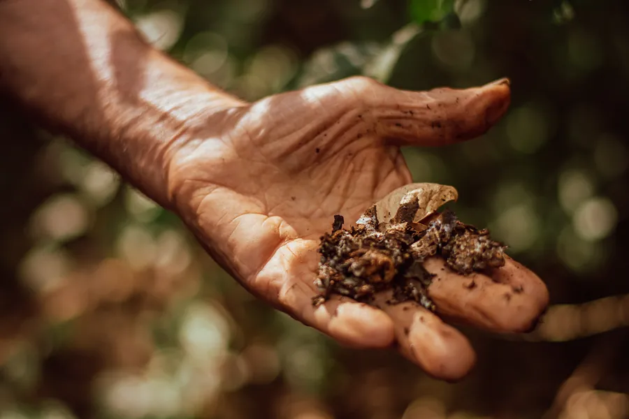 Las manos curtidas de un agricultor sostienen tierra y semillas